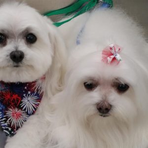 Wash and Roll Mobile Grooming