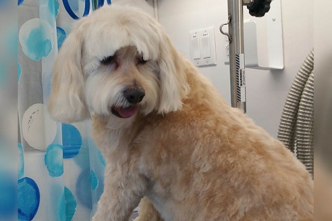 Some of the Benefits of Professional Dog Grooming in Houghton Lake