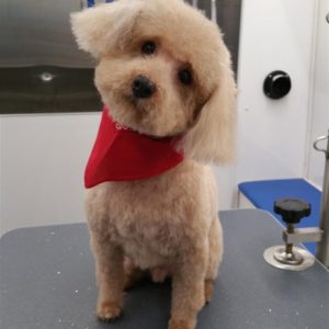Wash and Roll Mobile Grooming