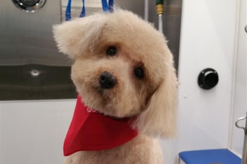 The Four Main Benefits of Professional Dog Grooming