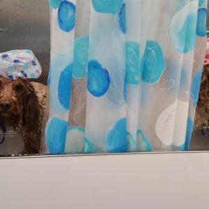 Wash and Roll Mobile Grooming