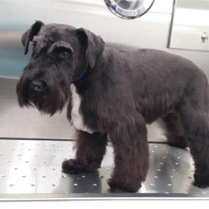 Wash and Roll Mobile Grooming