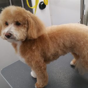 Wash and Roll Mobile Grooming