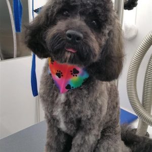 Wash and Roll Mobile Grooming