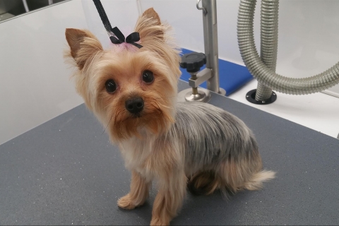 New Premier Pet Pampering Experience for Houghton Lake!
