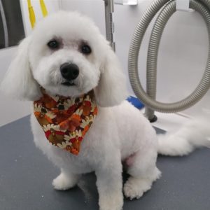 Wash and Roll Mobile Grooming