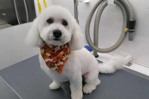Why Choose Dog Grooming in Houghton Lake