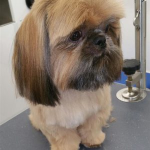 Wash and Roll Mobile Grooming