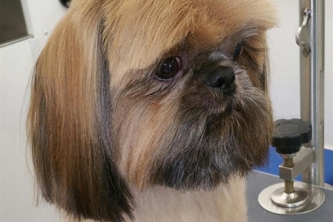 Wags to Riches Pet Spa Shares Three Common Dog Grooming Myths