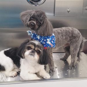 Wash and Roll Mobile Grooming