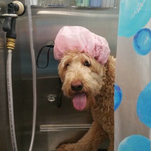 Wash and Roll Mobile Grooming