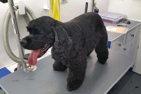 Most Grooming Should Be Left to Your Dog Grooming Professional