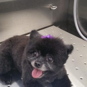 Wash and Roll Mobile Grooming