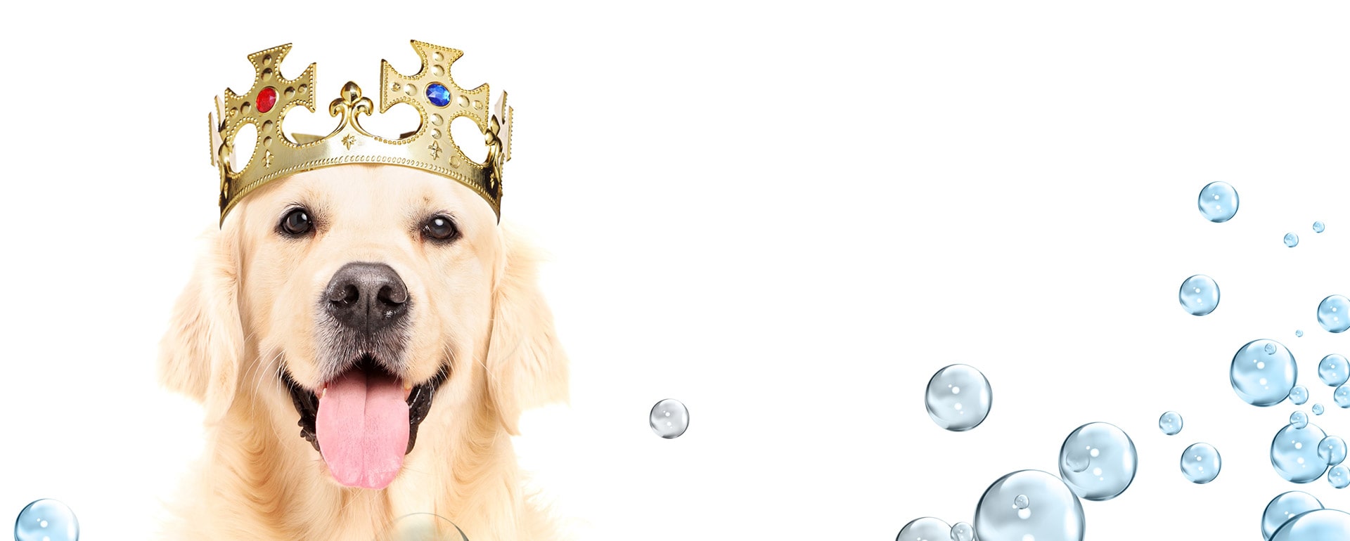 Wags to Riches