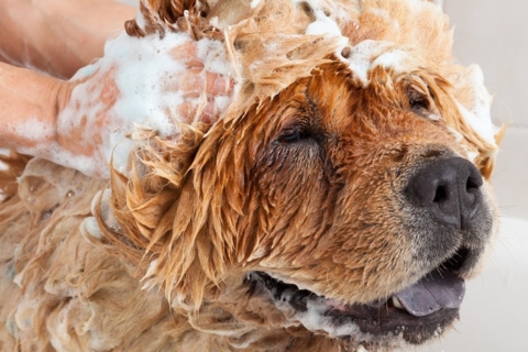 Why Wags to Riches Pet Spa is the Premier Choice for Houghton Lake Dog Grooming