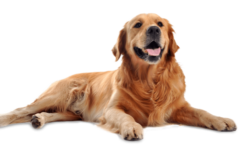 Four Questions to Ask Your Dog Groomer