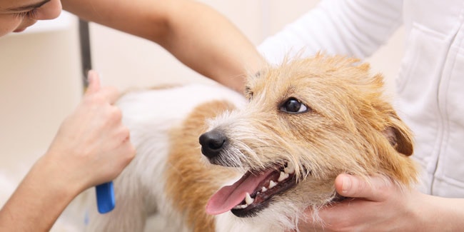 Grooming Photos