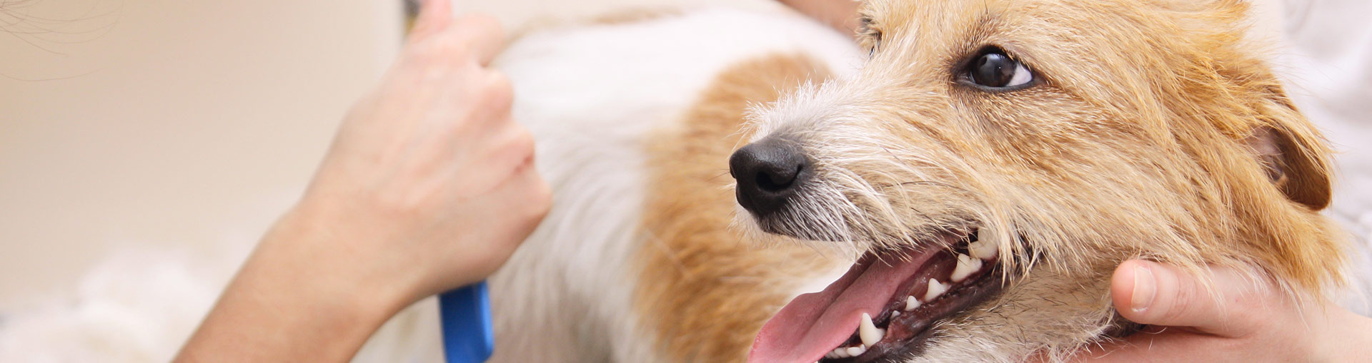dog grooming photos