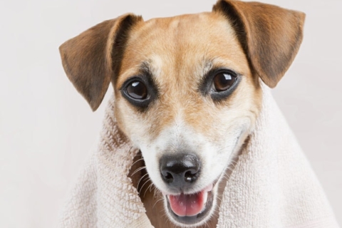 Pet Grooming is a Commitment